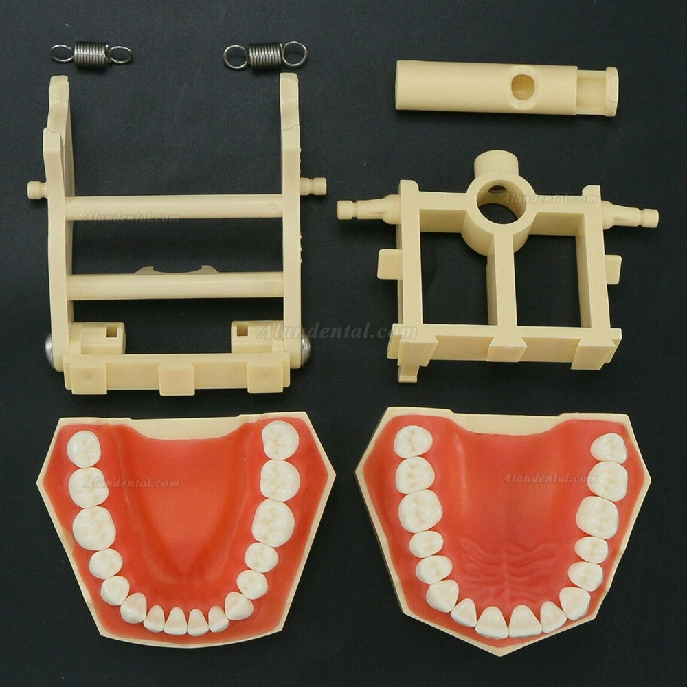 Dental Training Typodont Model M8014 32Pcs Teeth Compatible Frasaco AG3 Type